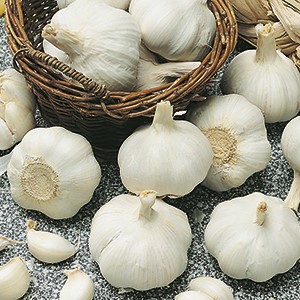 Aglio Bianco Piacentino