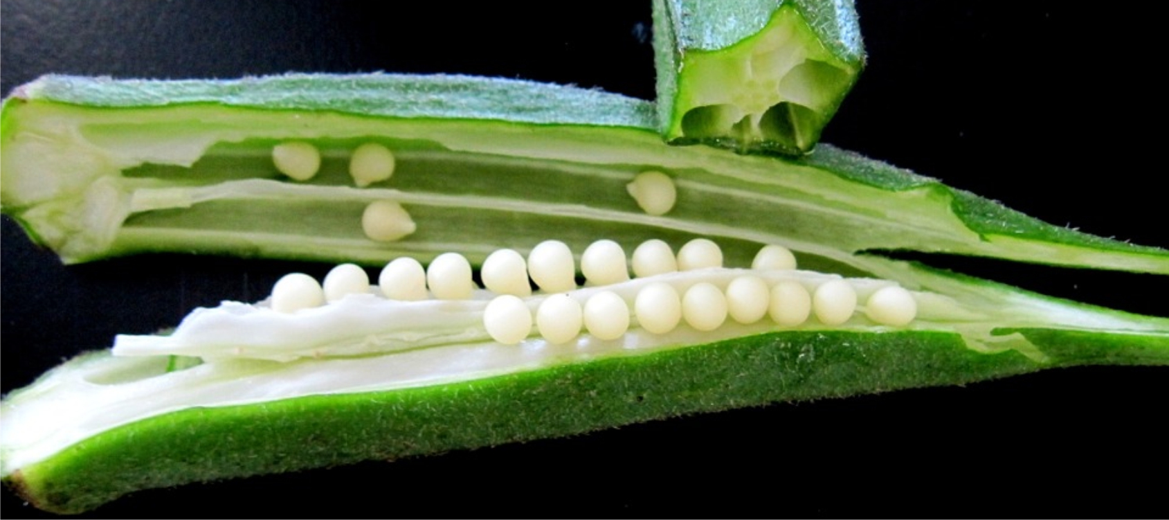 ortaggi_ocra_slide Ocra Gombo