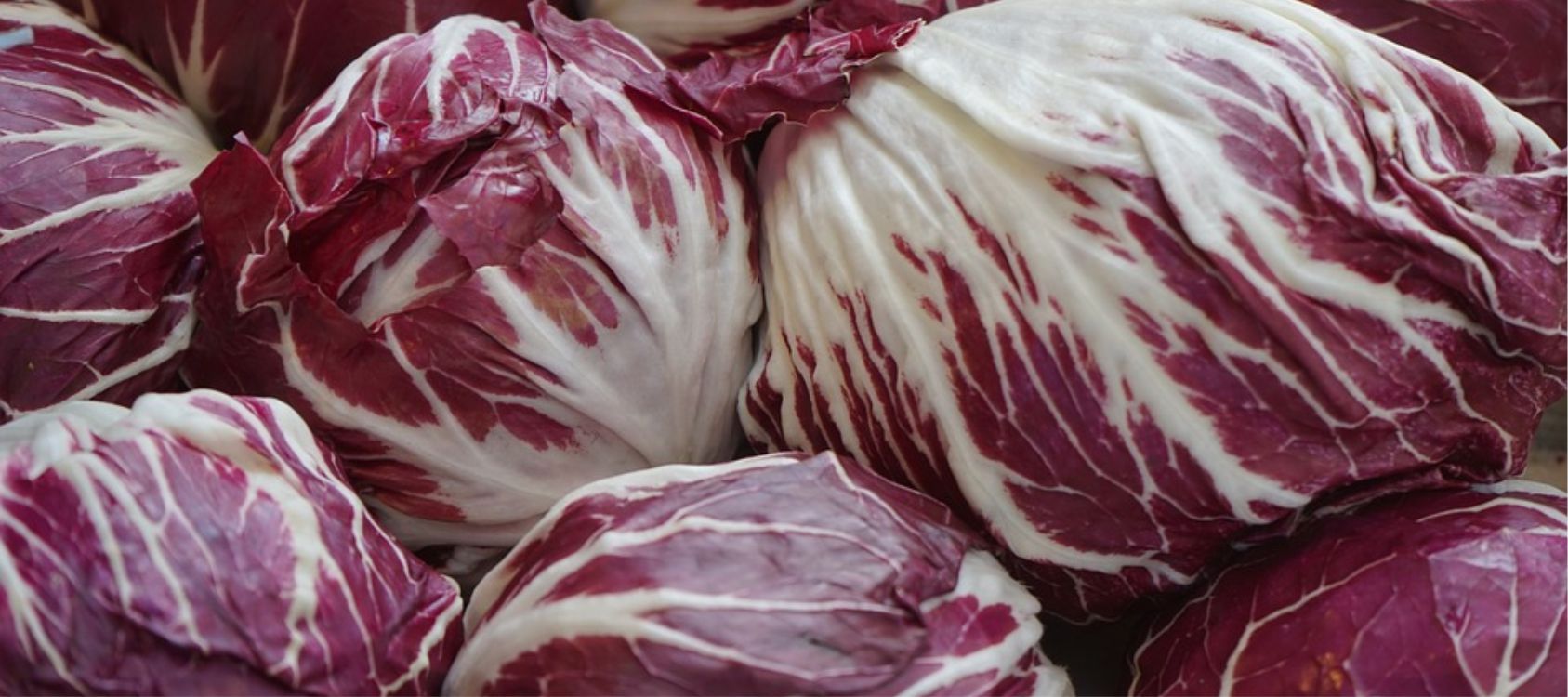 ortaggi_radicchio_cicoria_slide