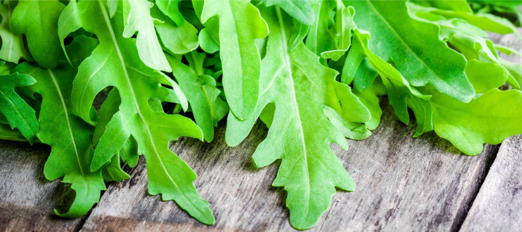 ortaggi_rucola_slide