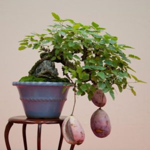 Akebia bonsai