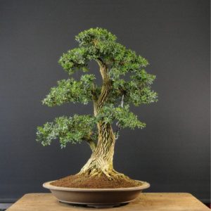 Buxus Harlandii bonsai