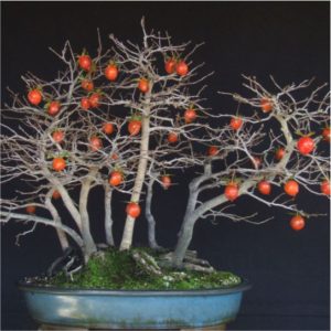 cachi o Cachi o Diospyros Kaki bonsai