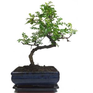 Pepper tree bonsai